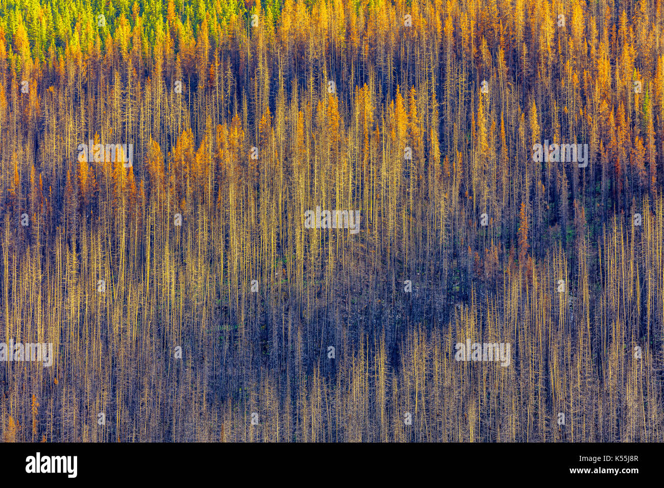 Medicine Lake fire burn in Jasper National Park, Canada Stock Photo - Alamy