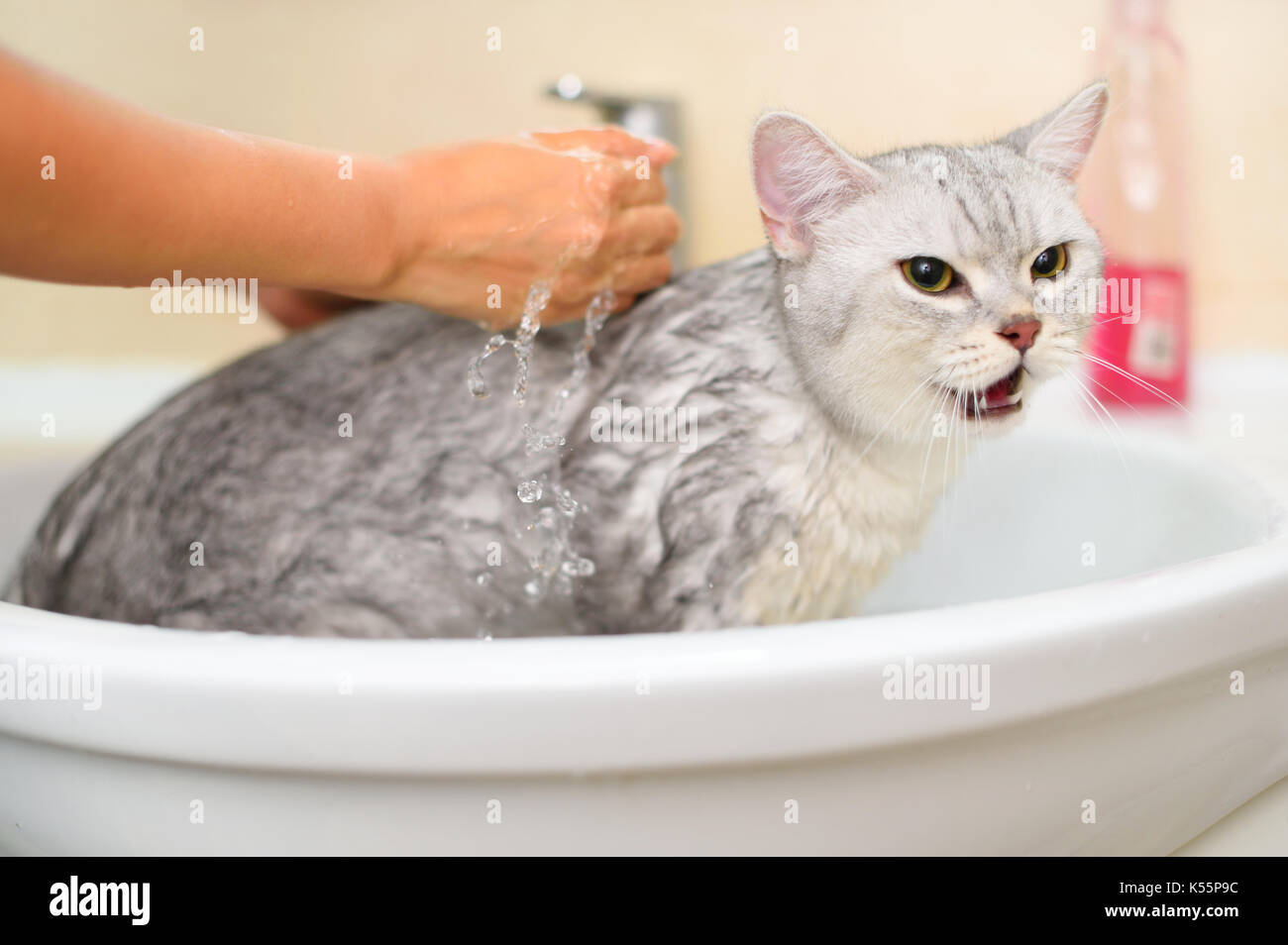 Cat taking a bath Stock Photo Alamy
