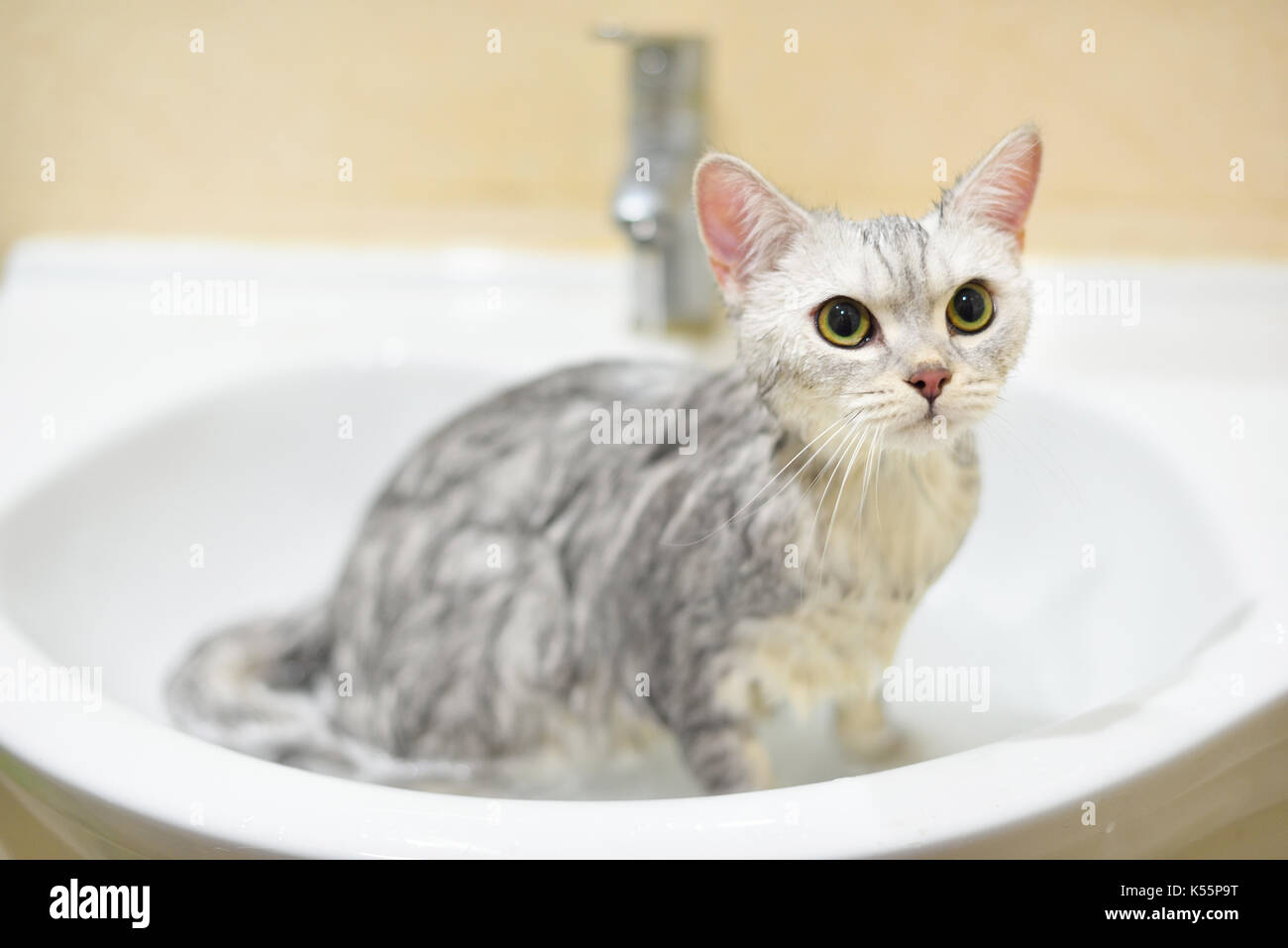 Cat taking a bath Stock Photo - Alamy