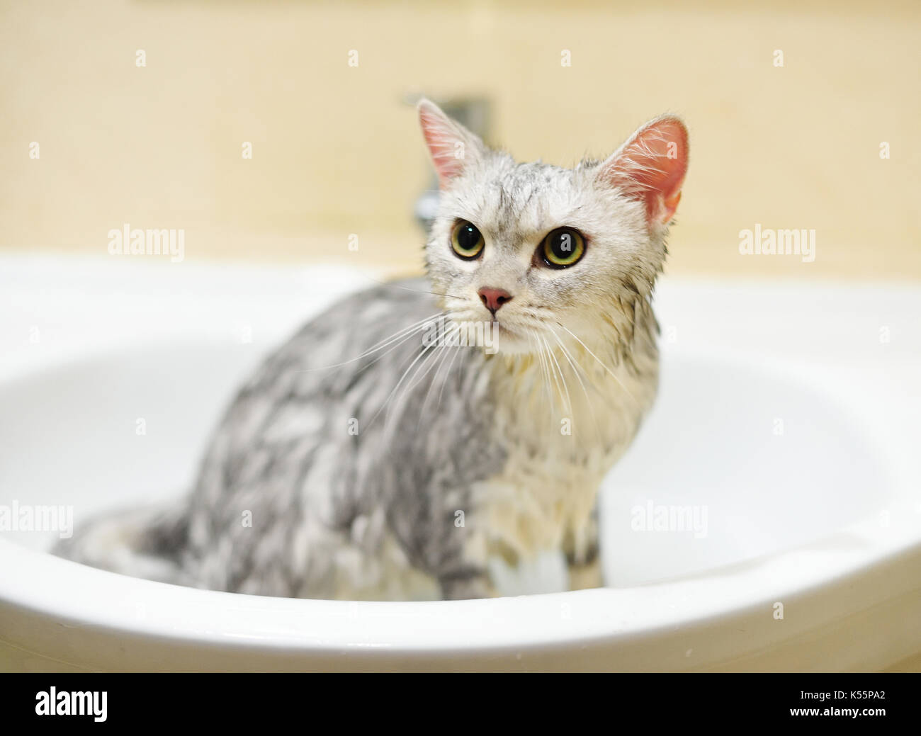 Cat taking a bath Stock Photo - Alamy