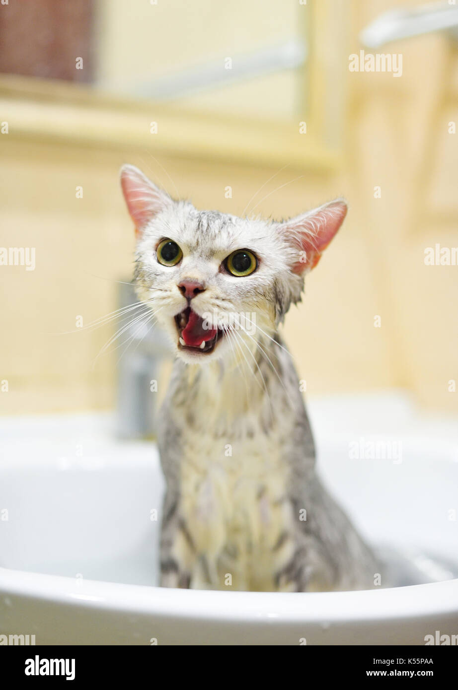 Cat taking a bath Stock Photo Alamy