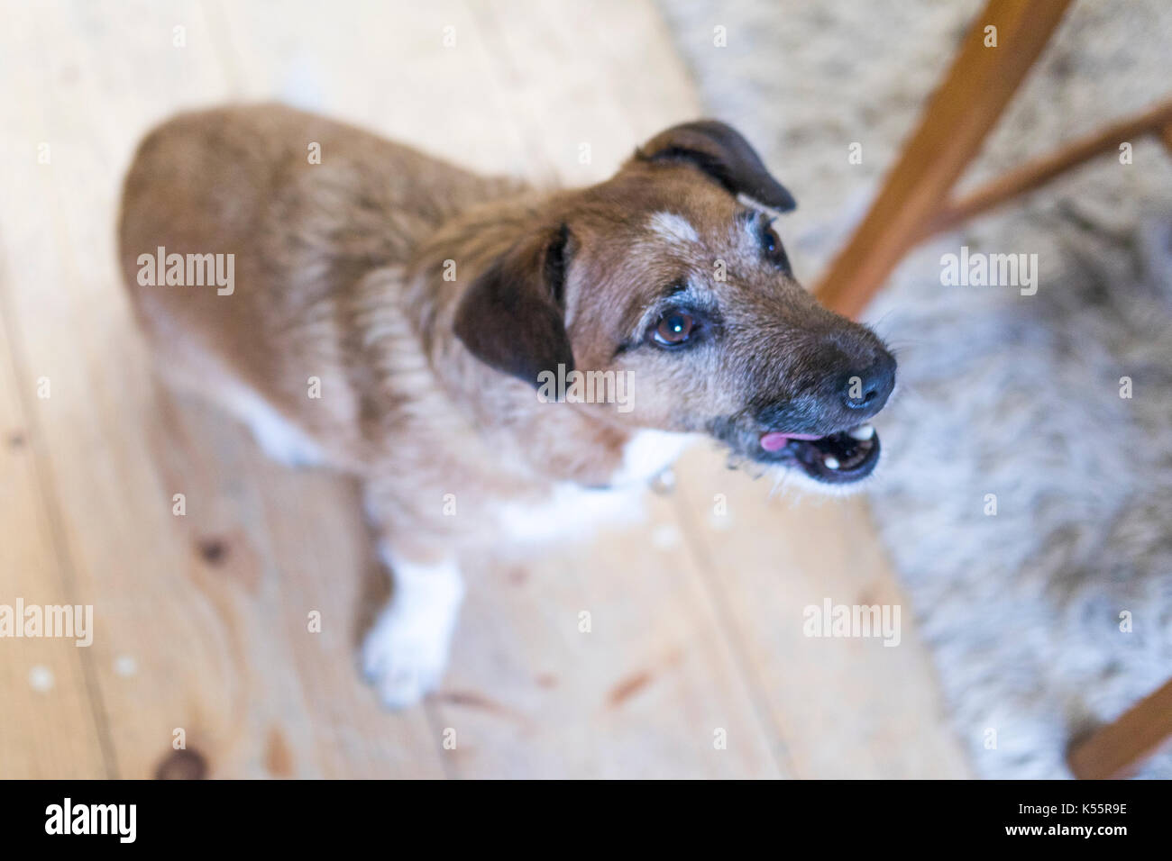 Cute Jack Russel eating a treat Stock Photo Alamy
