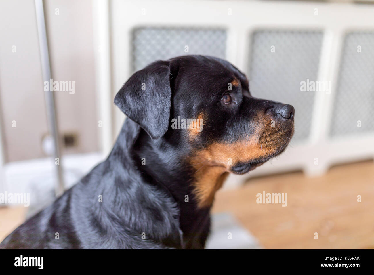 Adorable Rottweiller side profile waiting for a treat Stock Photo
