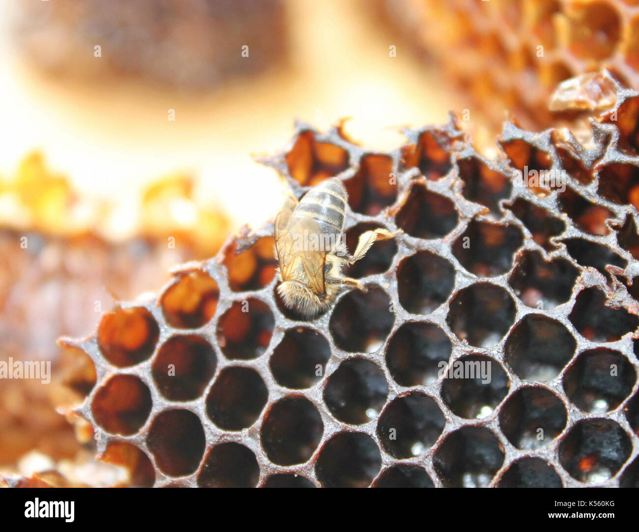 bee inside hive Stock Photo