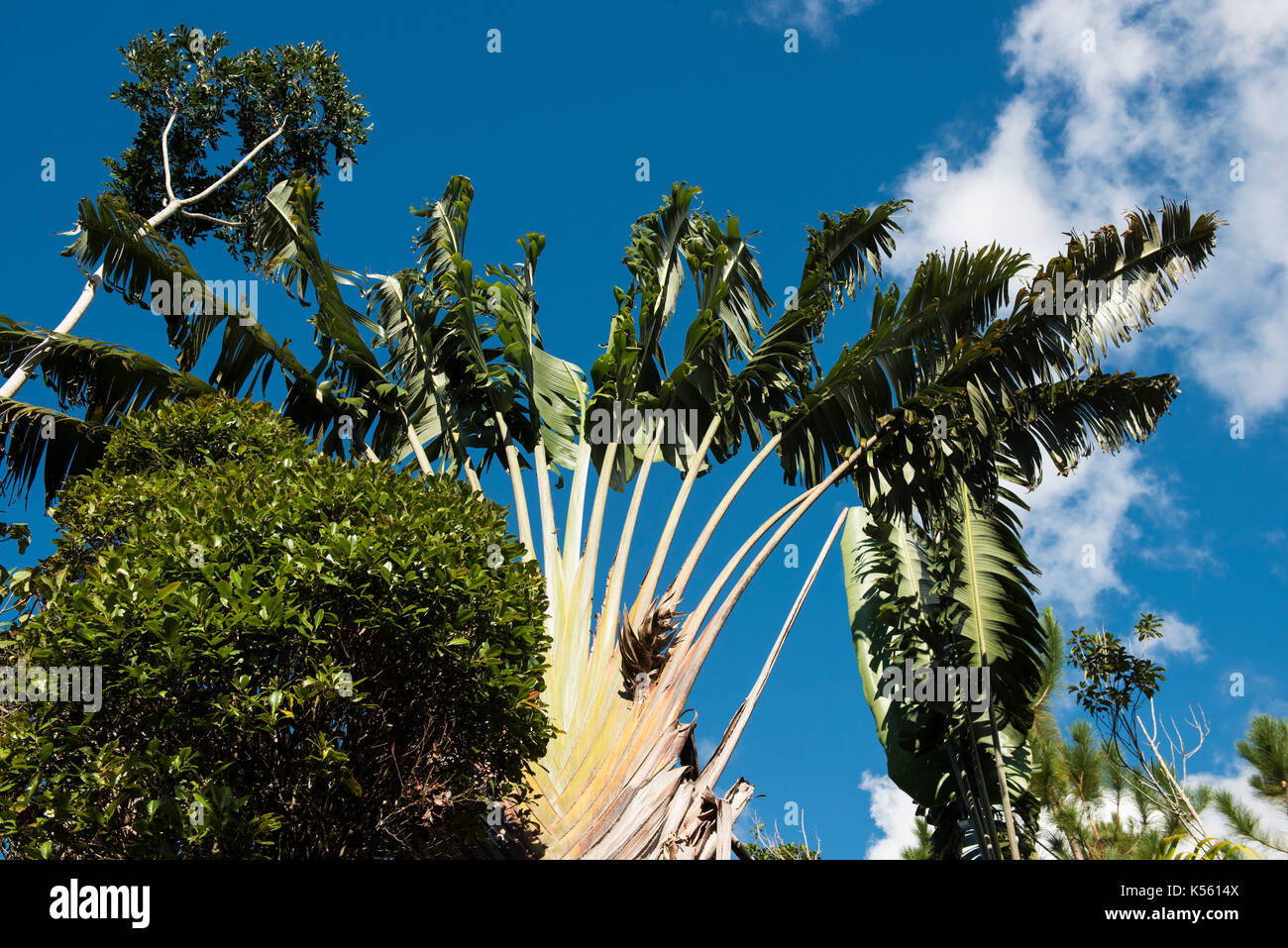 Flower of Ravenala Madagascariensis Stock Photo - Image of flower, circle:  97525928