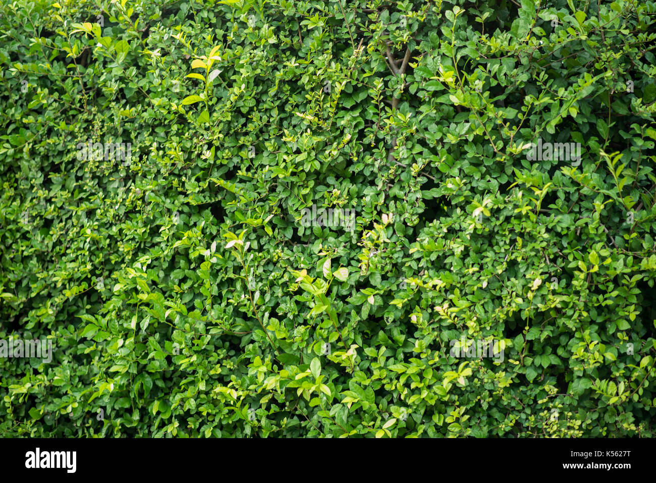 Green leaves wall Stock Photo