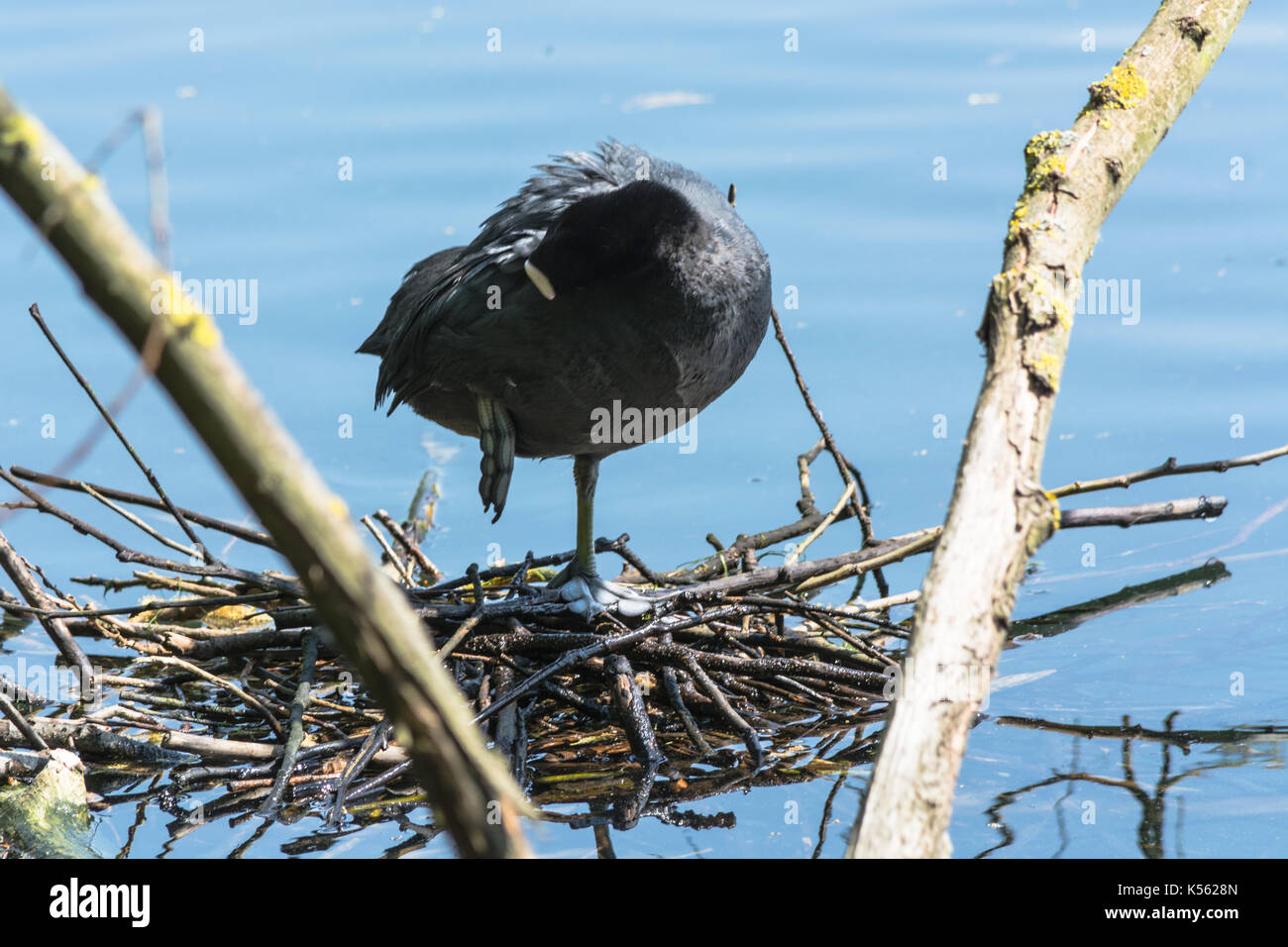 Pigeon, Podiceps cristatus stands with one leg on its nest Stock Photo