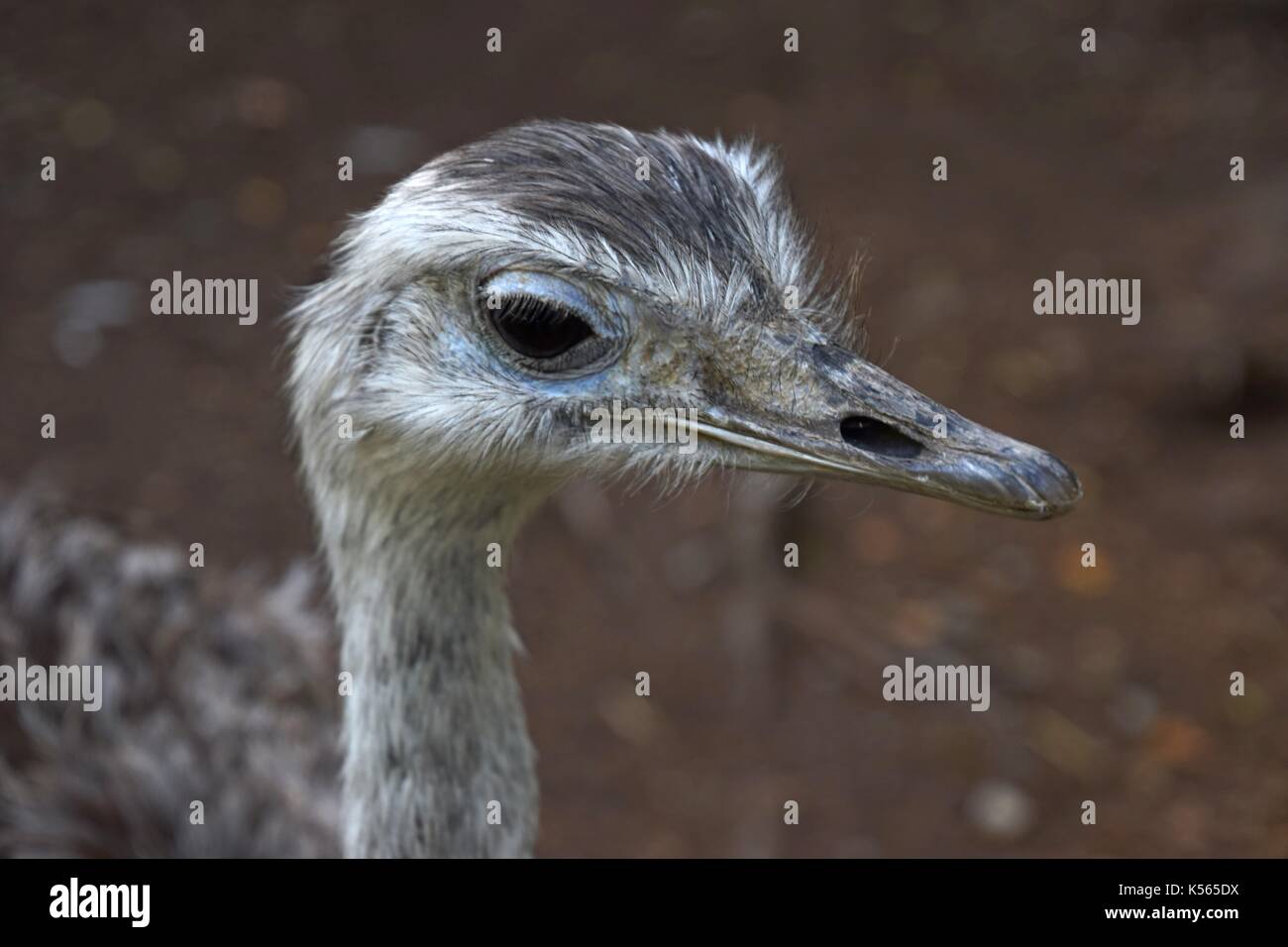 Grey feathers of a greater rhea, Nandu, Rhea americana, flightless bird ...