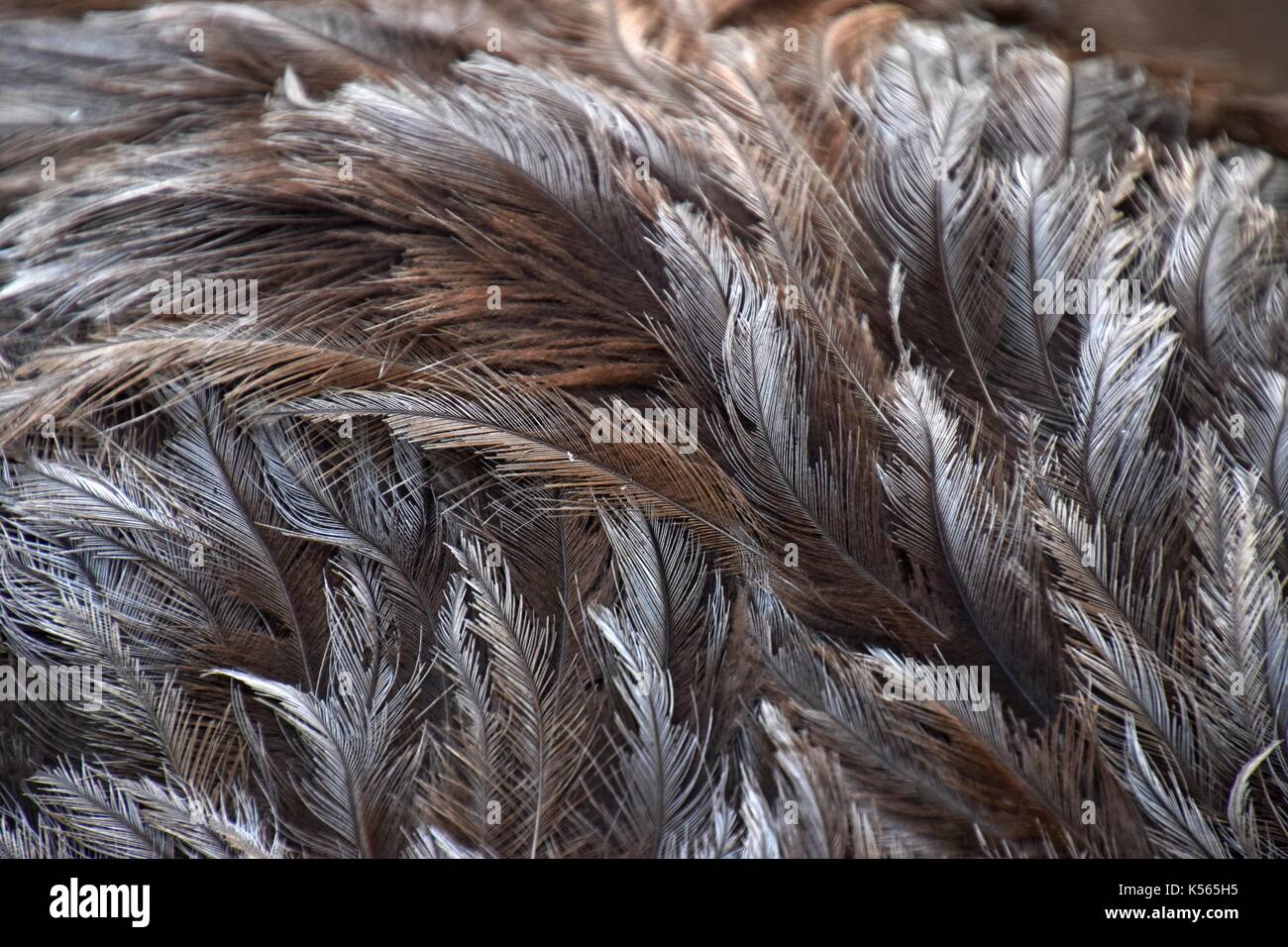 Grey feathers of a greater rhea, Nandu, Rhea americana, flightless bird ...