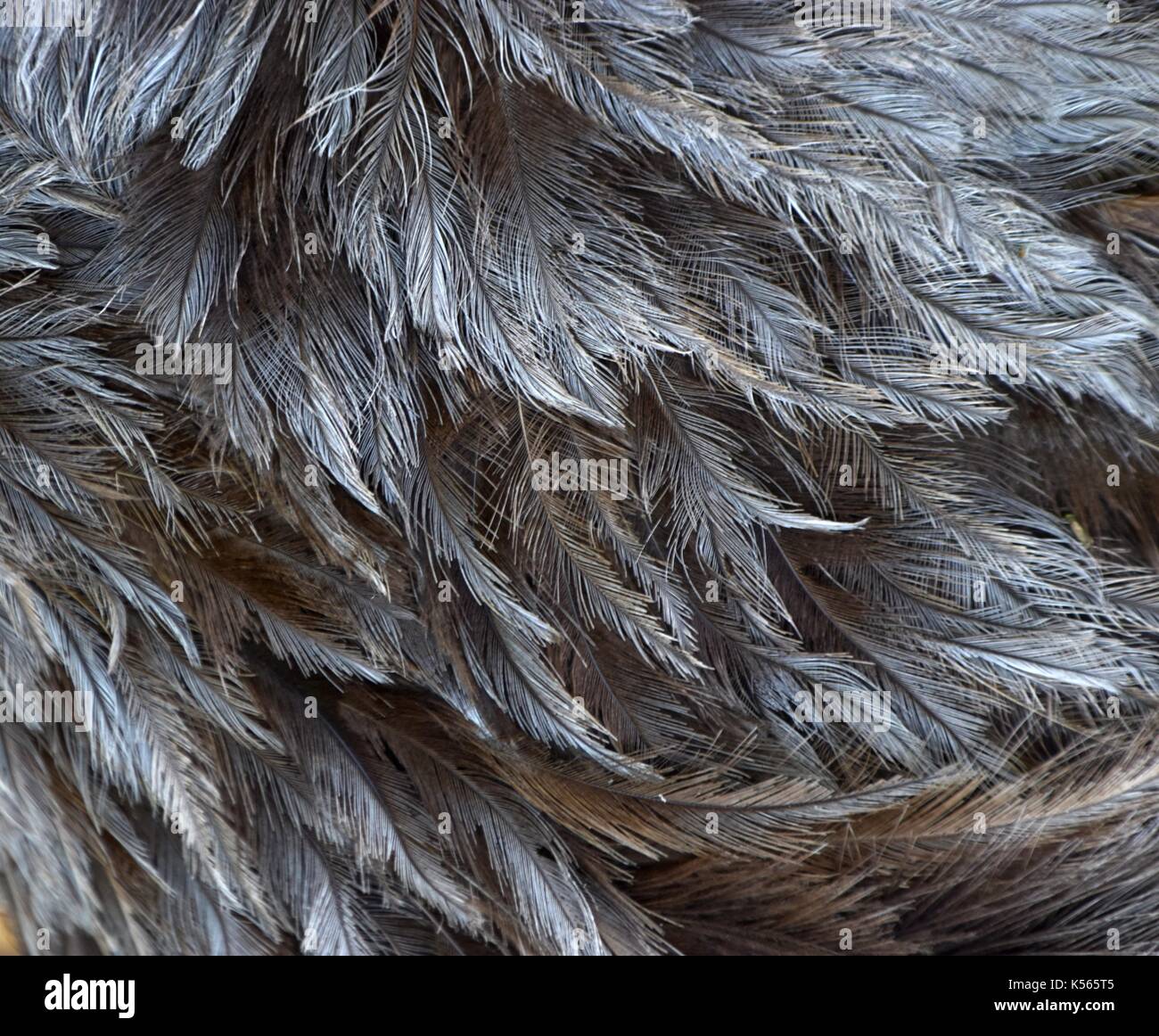 Grey feathers of a greater rhea, Nandu, Rhea americana, flightless bird ...