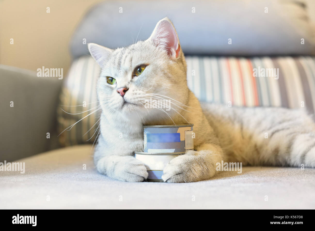 Cat Food Cans For Cats K D Cat Food Cans For Cats K D