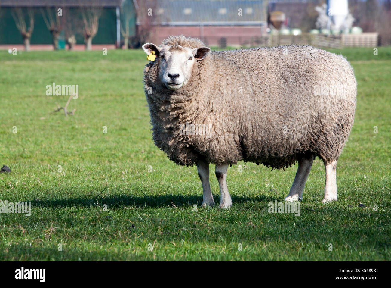 Sheep looking at camera and a farm in the background Stock Photo