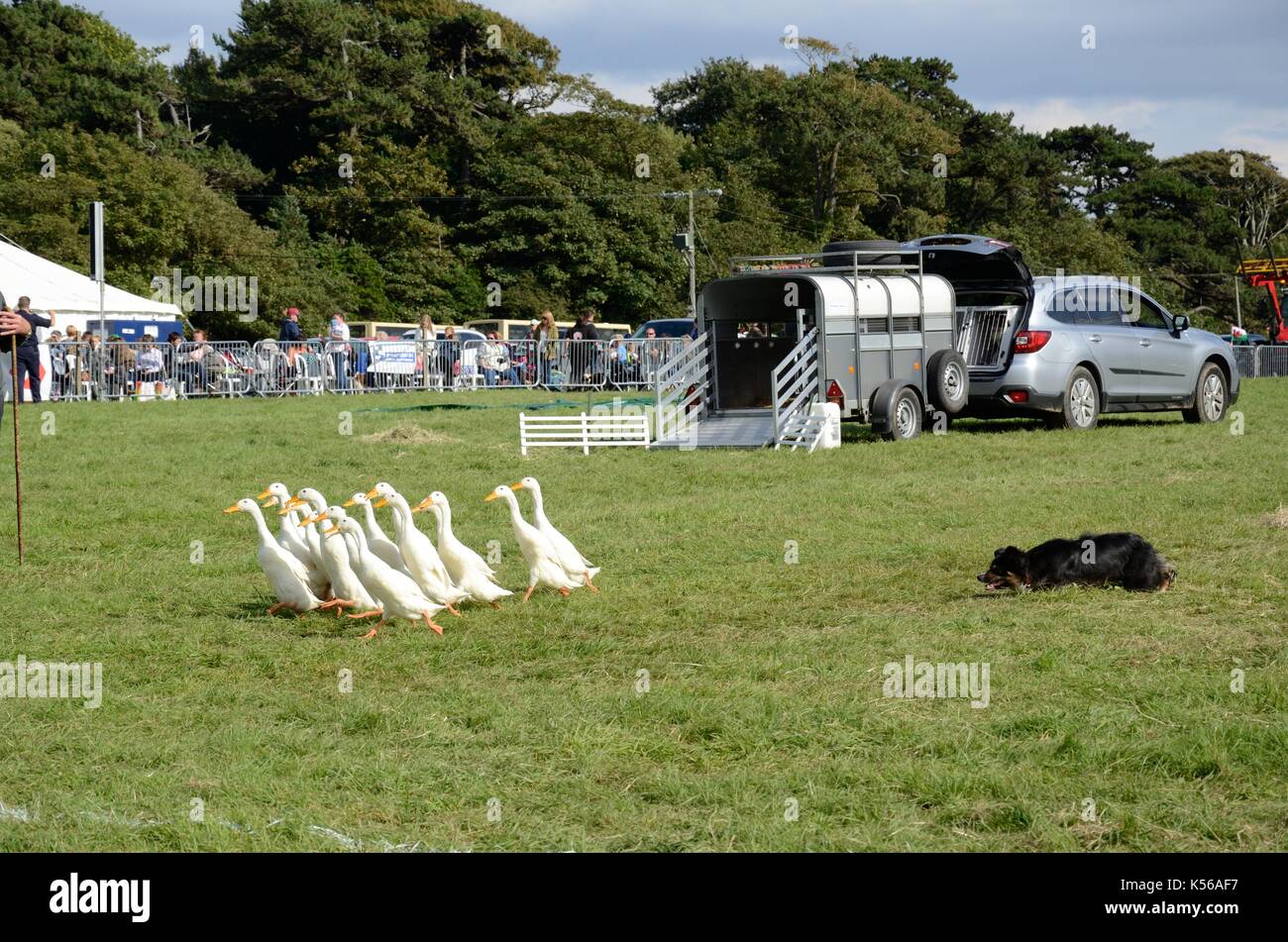 Meirion Owen  his dog Sian and Indian runner  ducks  giving a Quack Pack demonstration at an agricultural show Stock Photo