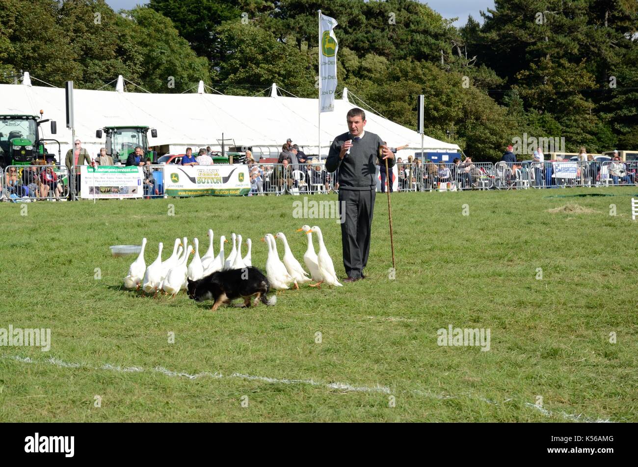 Quack pack hires stock photography and images Alamy
