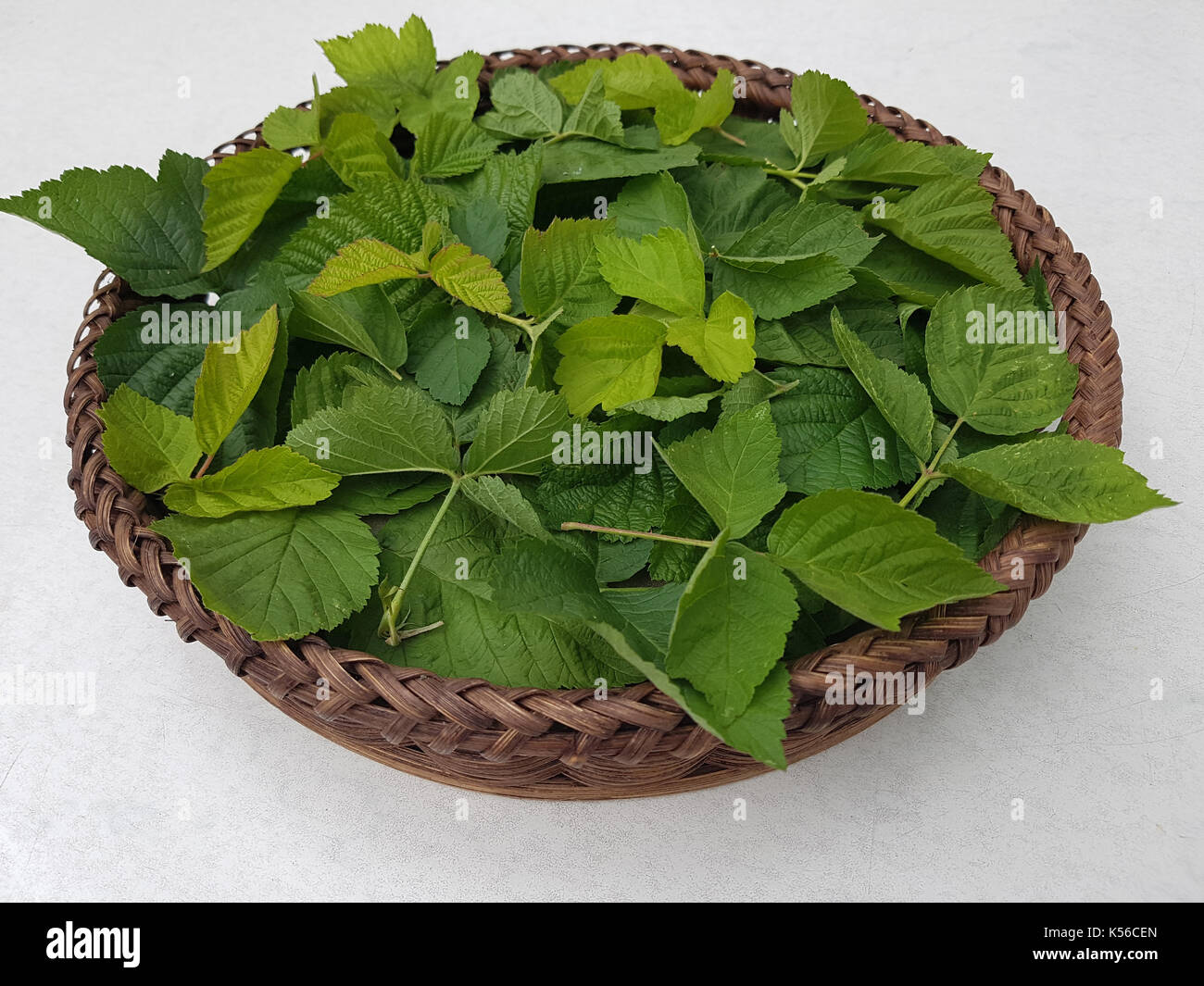 Brombeerblatt; Rubus, fructicosa; Blatt Stock Photo