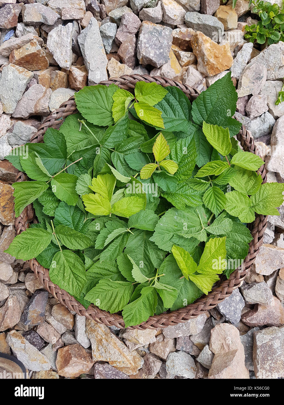Brombeerblatt; Rubus, fructicosa; Blatt Stock Photo