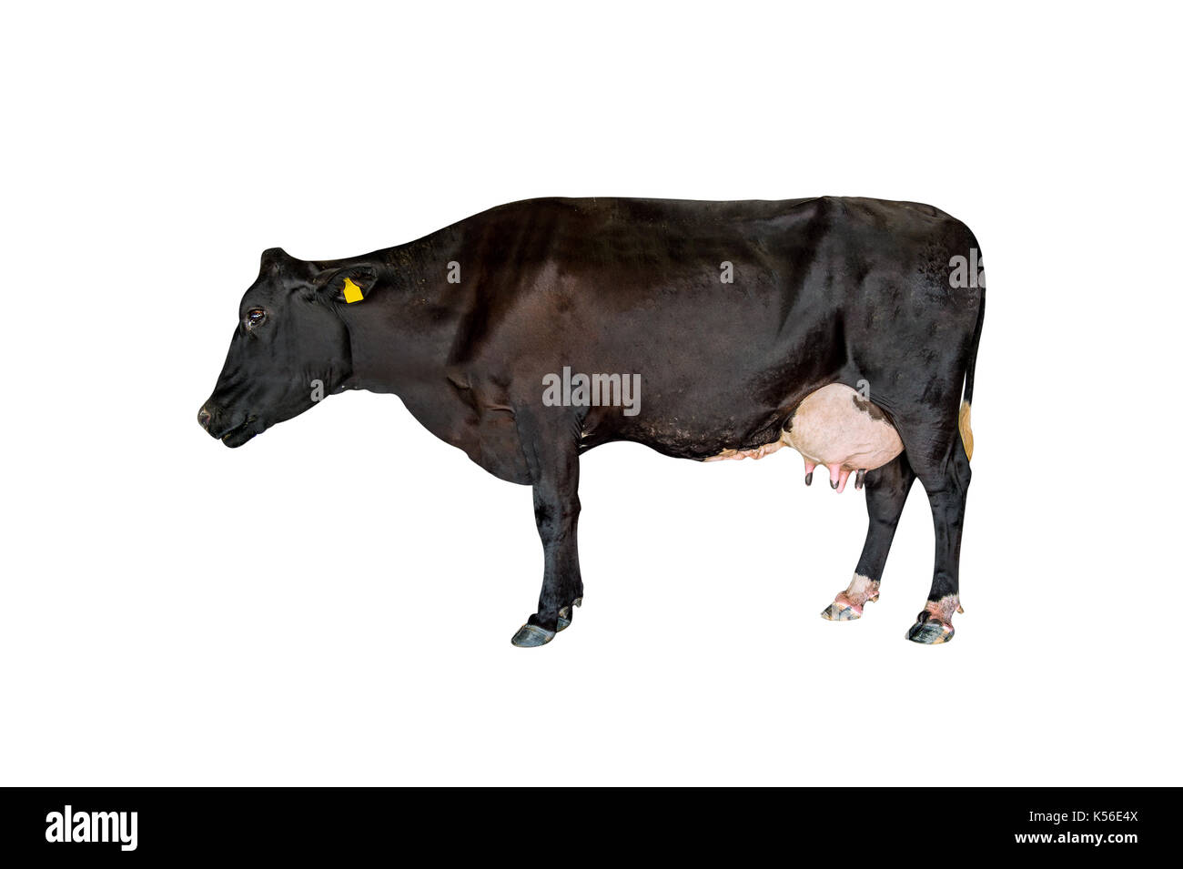 Cow isolated on white background. Stock Photo