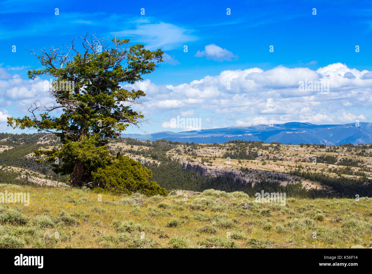 A lanscape in the Pryor mountains of Northern Wyoming. Stock Photo