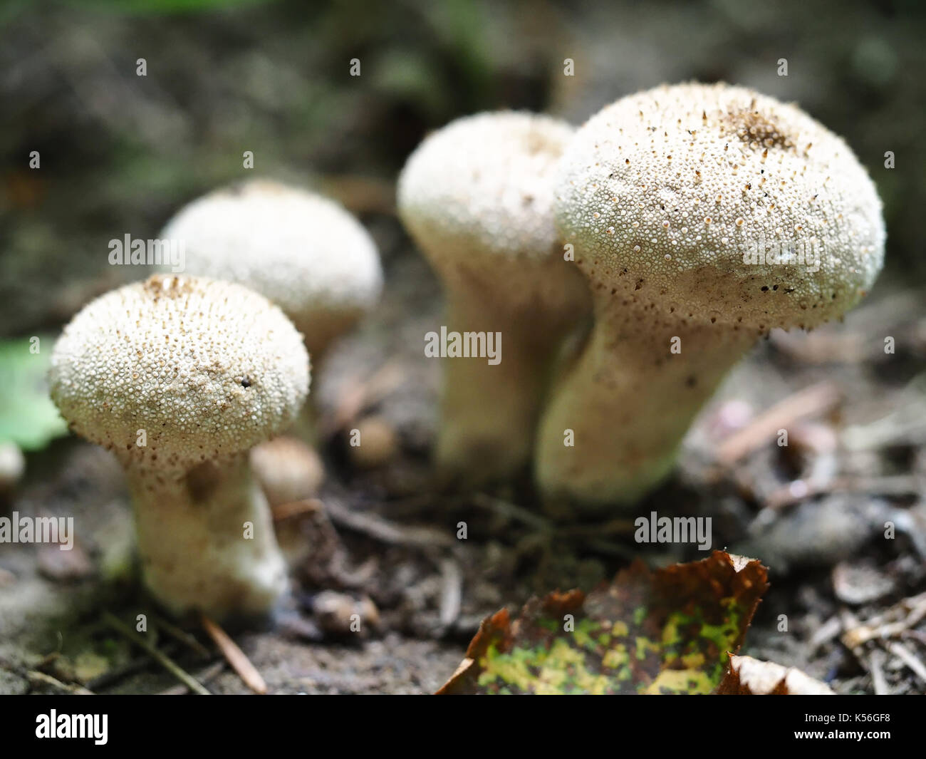 Common puffball mushrooms lycoperdon perlatum hires stock photography