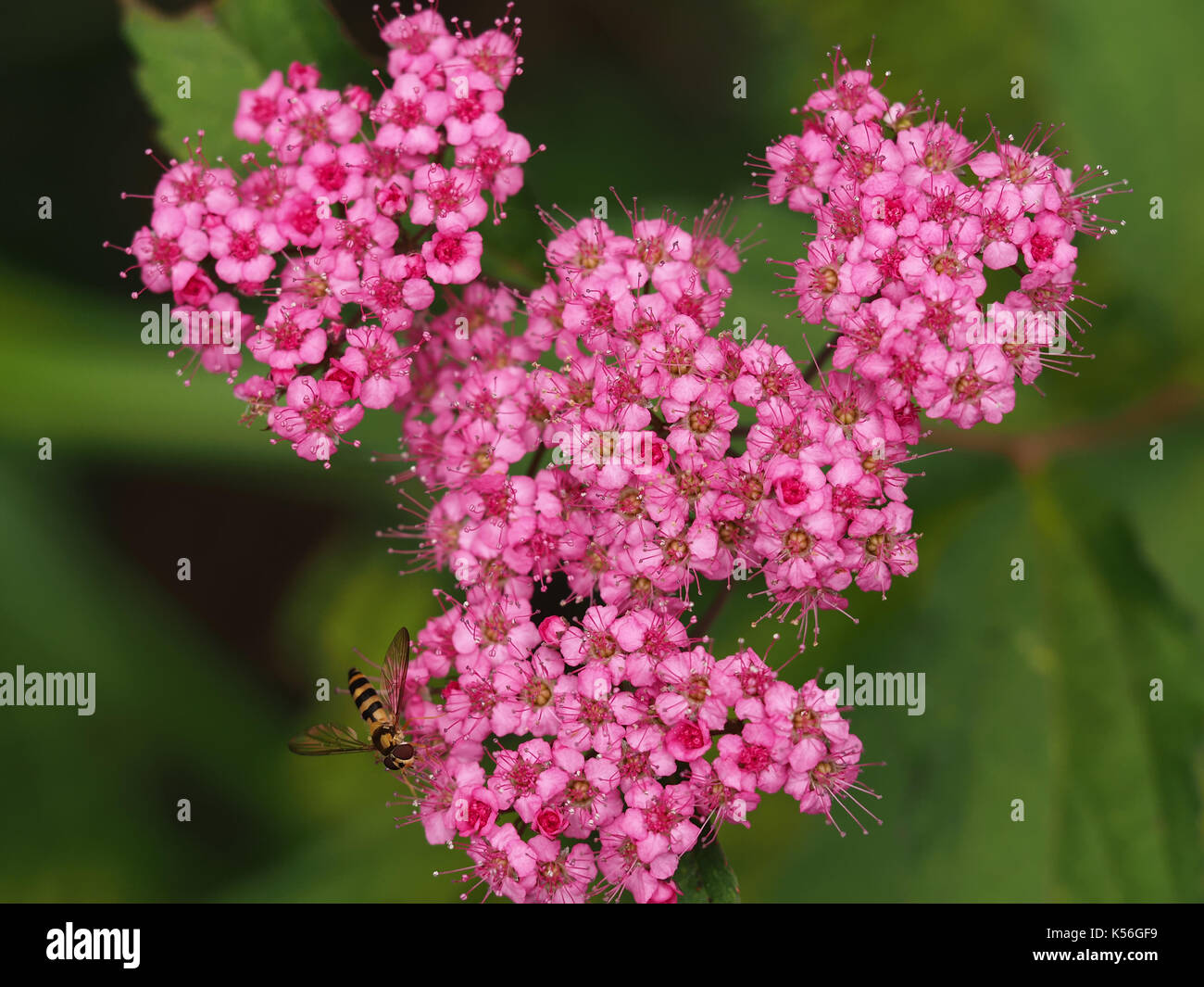 Japanese meadowsweet plant (Spiraea japonica) with a hoverfly in Western WA, USA Stock Photo