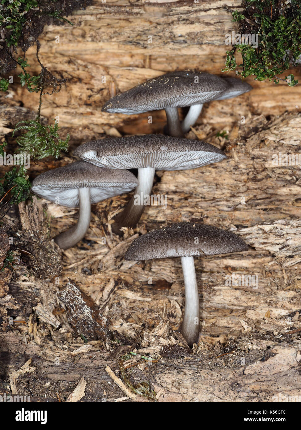 Unidentified mushrooms (possibly Pluteus sp.) growing from a rotten log in a forest in Western Washington state Stock Photo