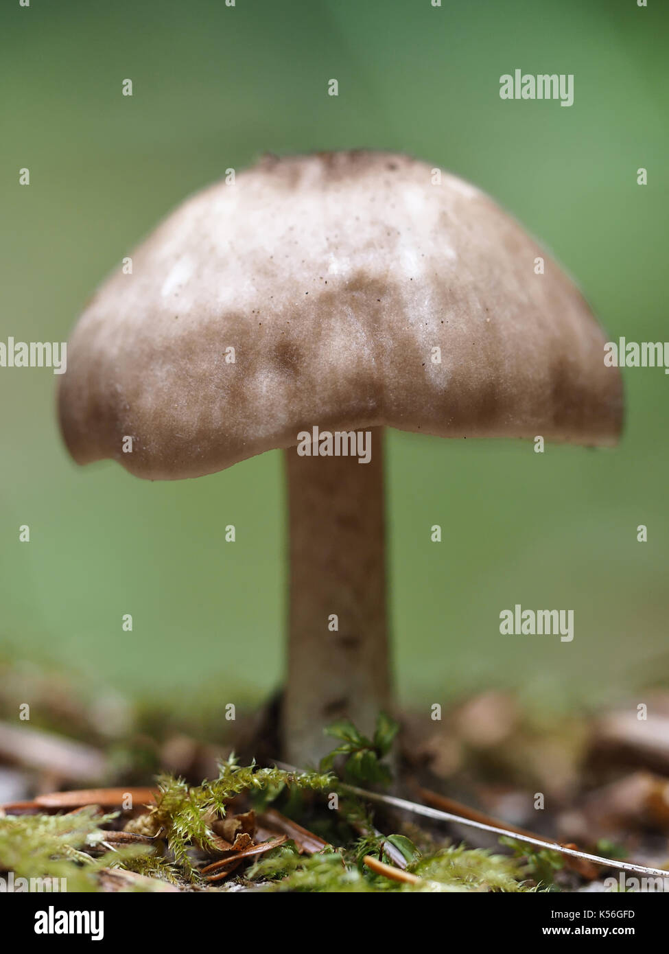 Unidentified mushrooms growing in a forest in Western Washington state