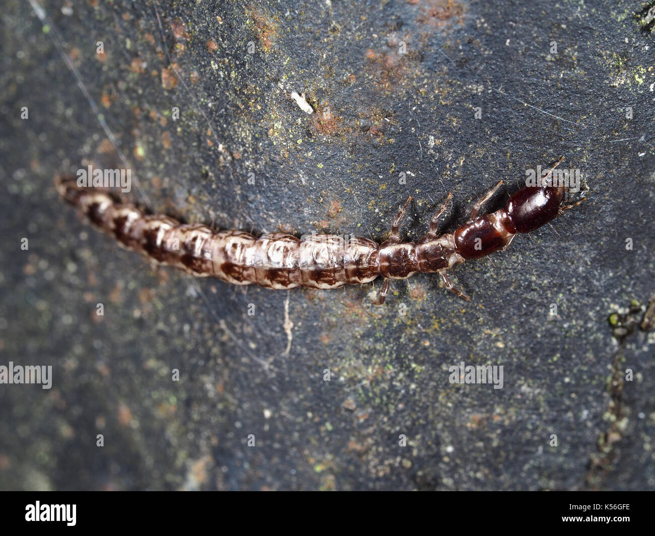 Snakefly larva on a metallic surface outdoor in Western WA, USA Stock Photo