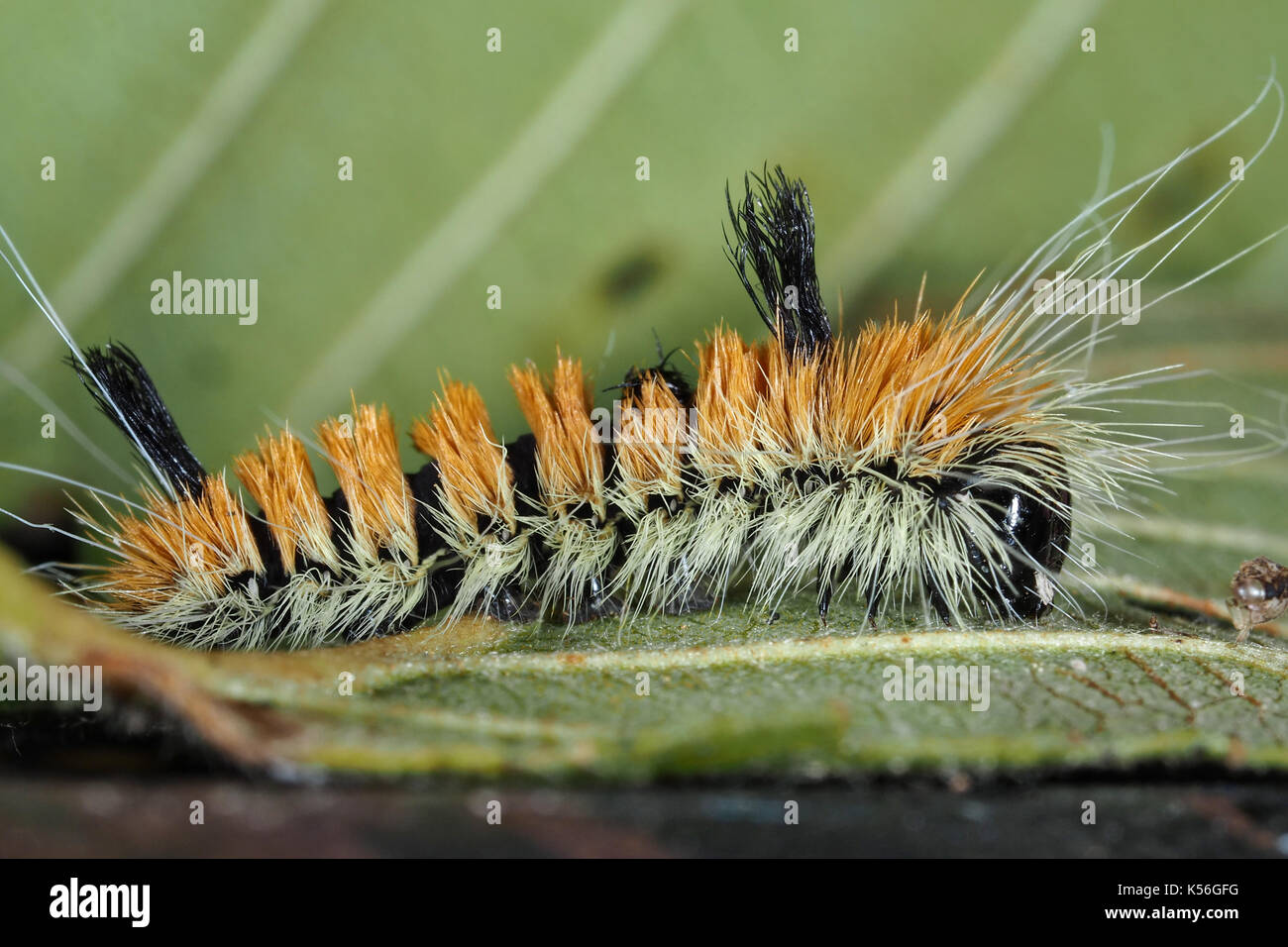 Milkweed tussock moth caterpillar (Euchaetes egle) Stock Photo