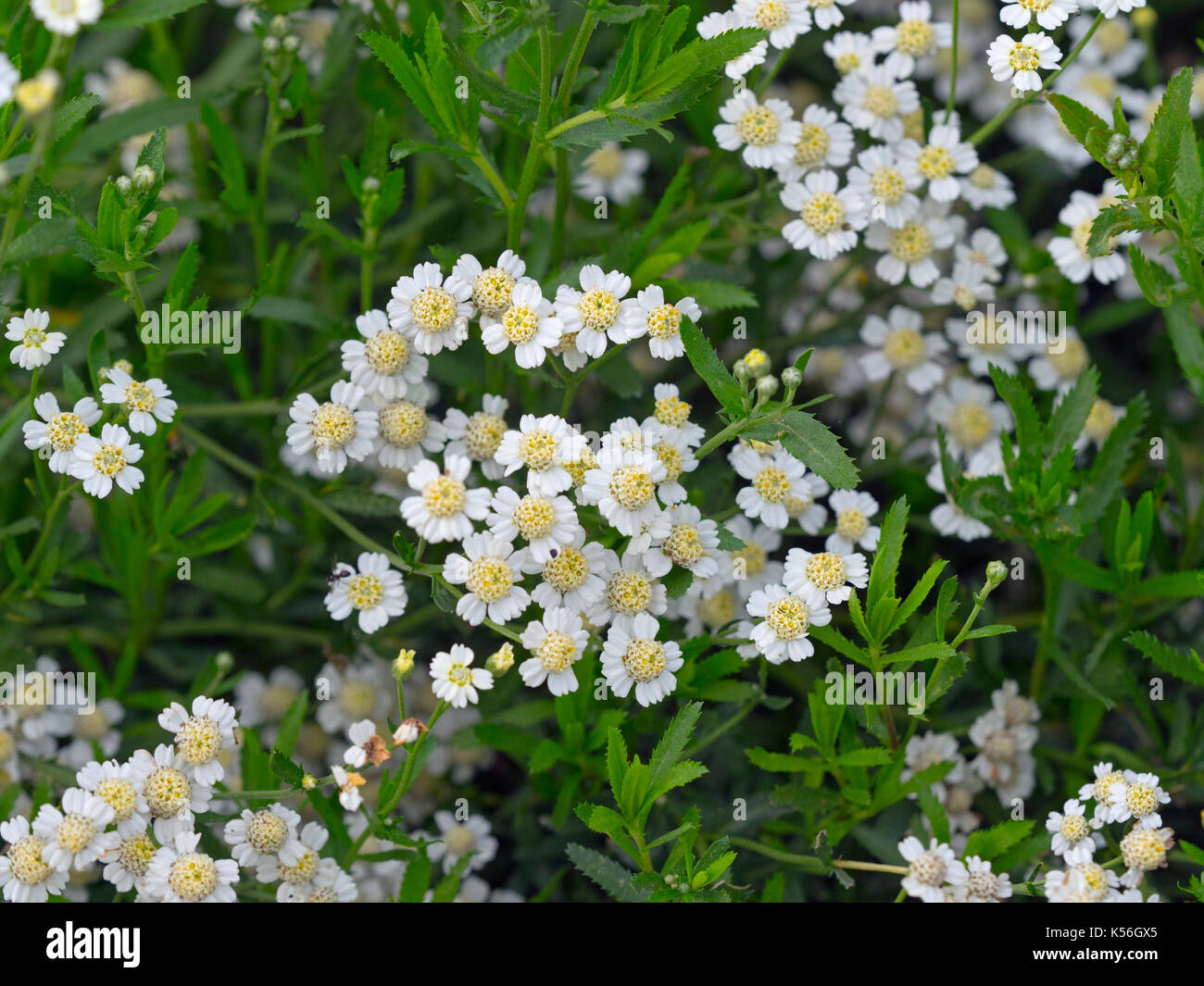 English mace hires stock photography and images Alamy