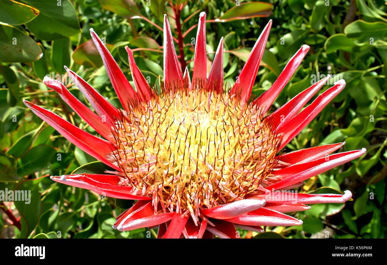Protea Caffra (Sugarbush) Stock Photo