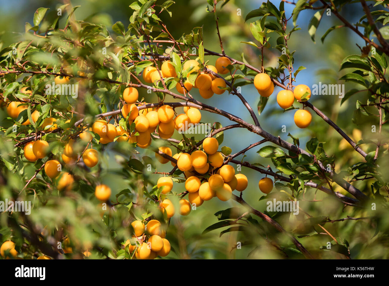 Cherry plum or Prunus cerasifera fruit on tree Stock Photo