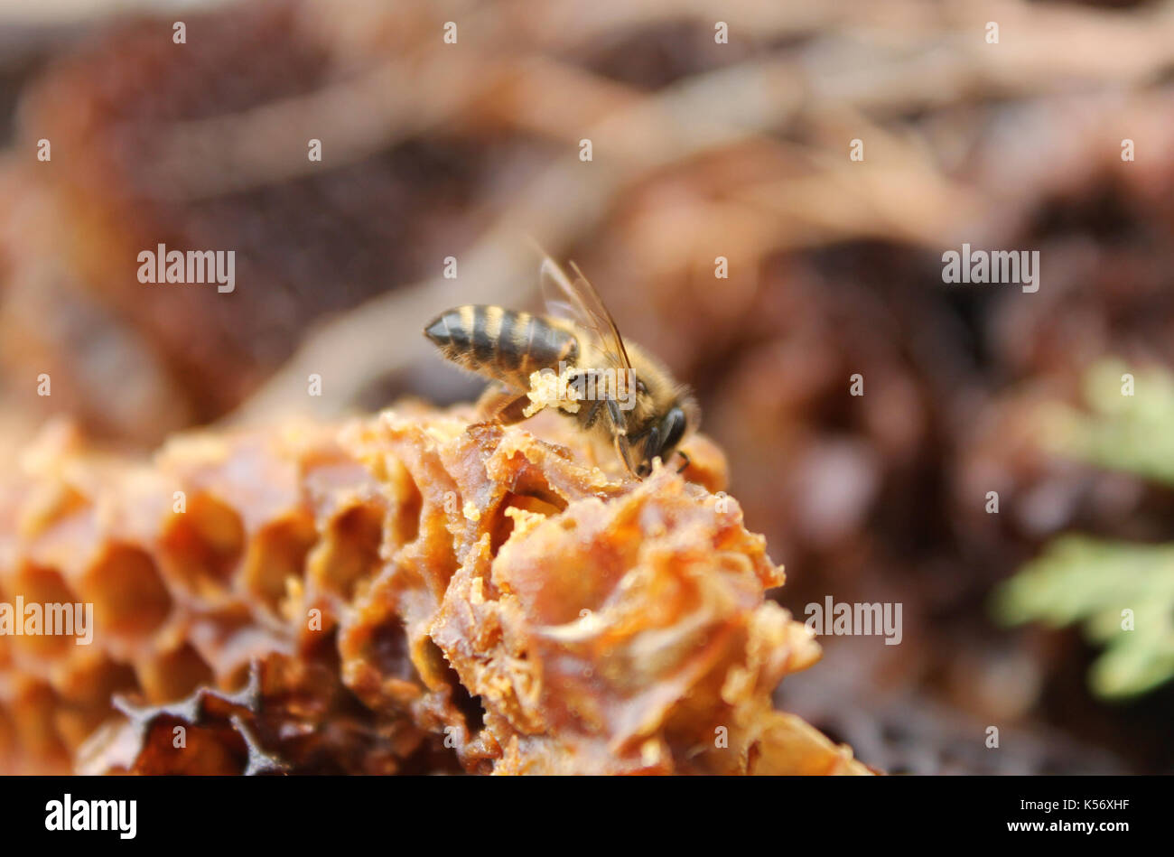 bee feed Stock Photo
