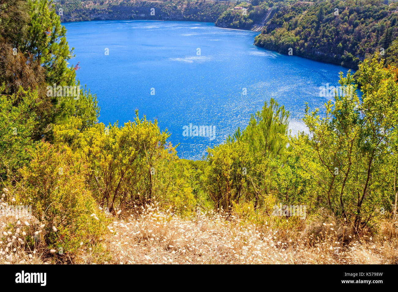 Shrub on the rim of the Blue Lake Mount Gambier, SA, Australia Stock