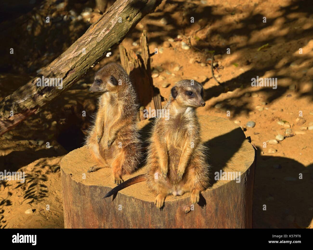 clan of meerkats, gang of suricate, suricata suricatta, Stock Photo