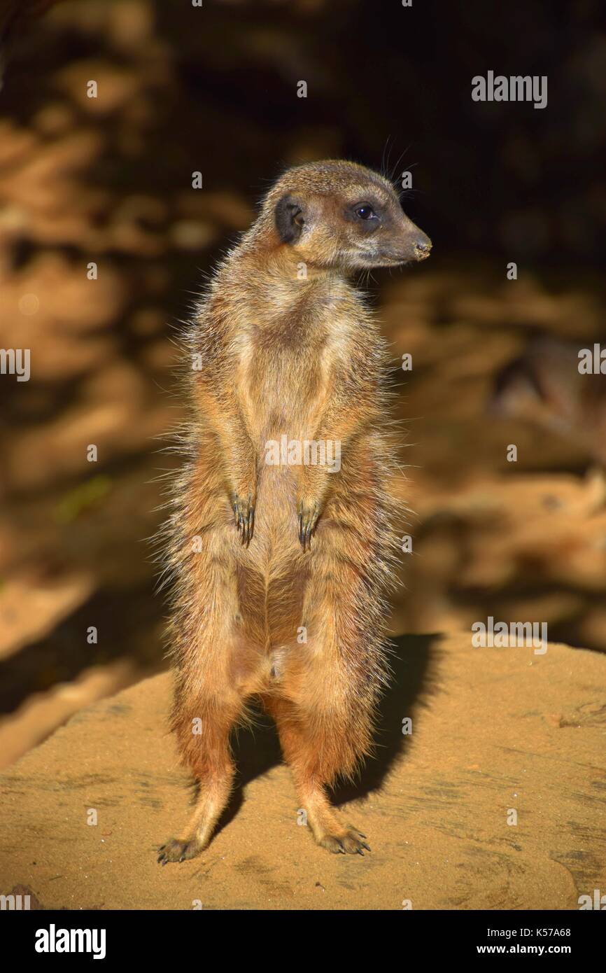 clan of meerkats, gang of suricate, suricata suricatta, Stock Photo