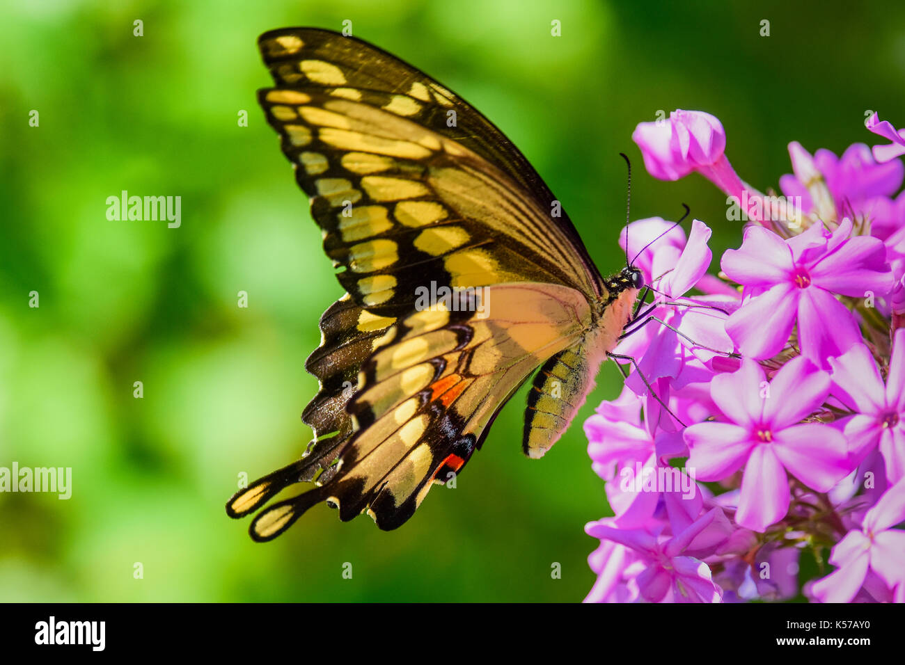 Giant swallowtail butterfly (Papilio cresphontes) feeding on pink or purple phlox flowers in the garden in Speculator, New York NY USA. Stock Photo