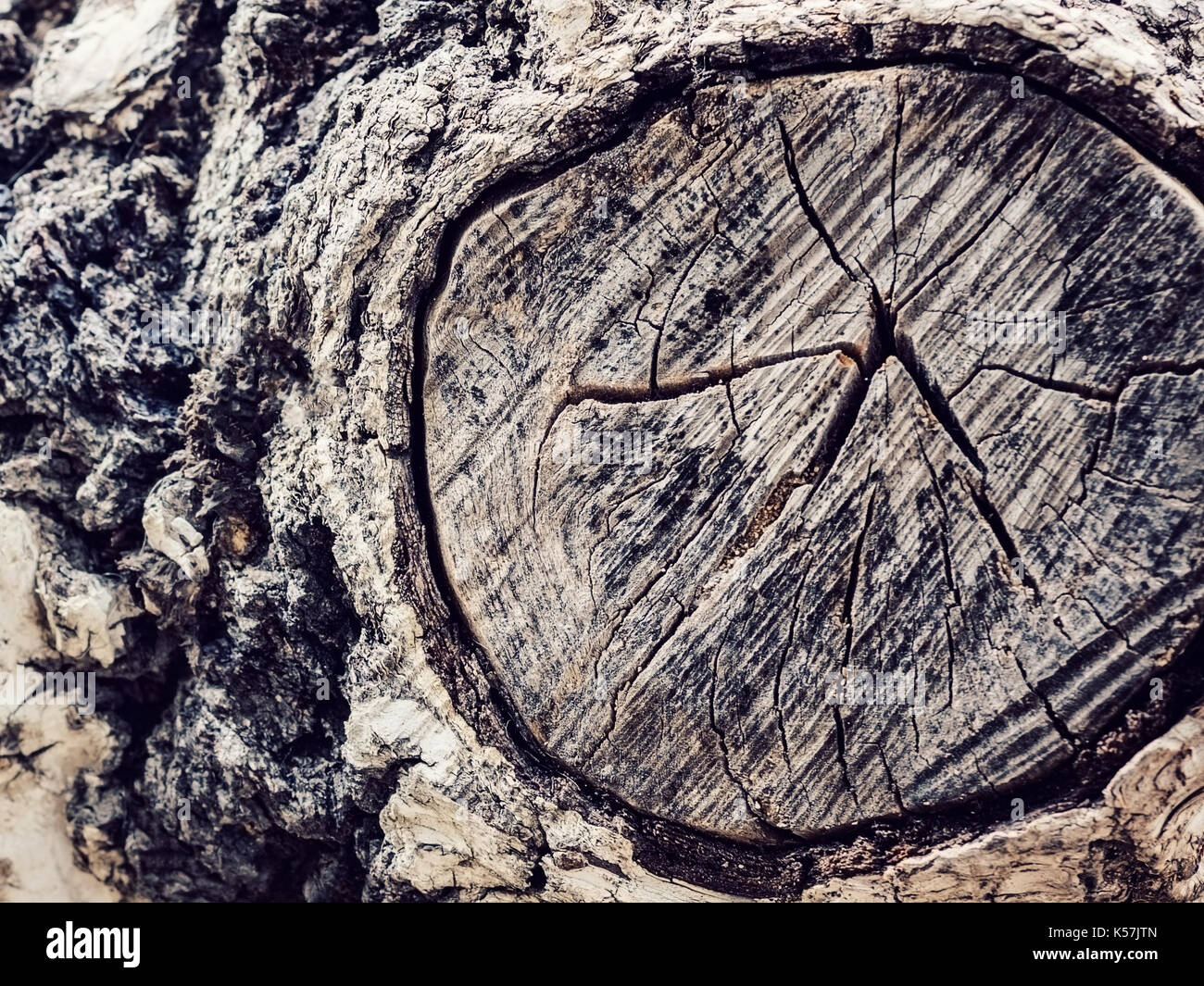 Texture old tree wood, annual growth ring Stock Photo