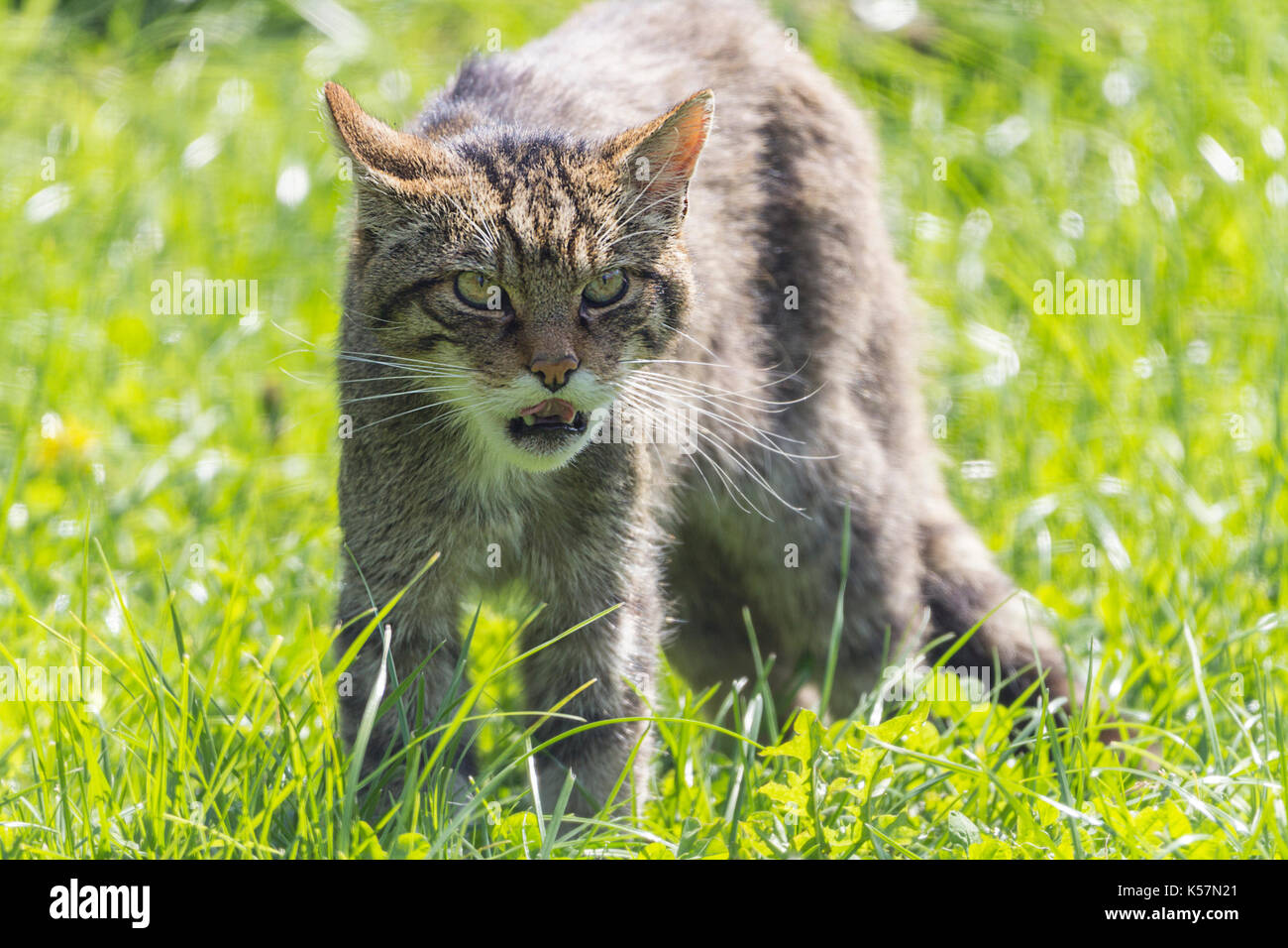 Scottish wild cat Felix sylvestris awaiting feeding time at the British wildlife centre Lingfield Surrey UK. Agressive and wild even in captivity. Stock Photo