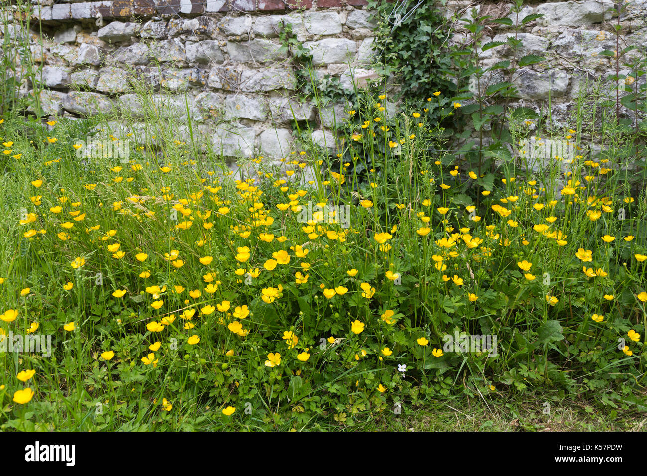 English wild flowers against an old garden wall Stock Photo - Alamy