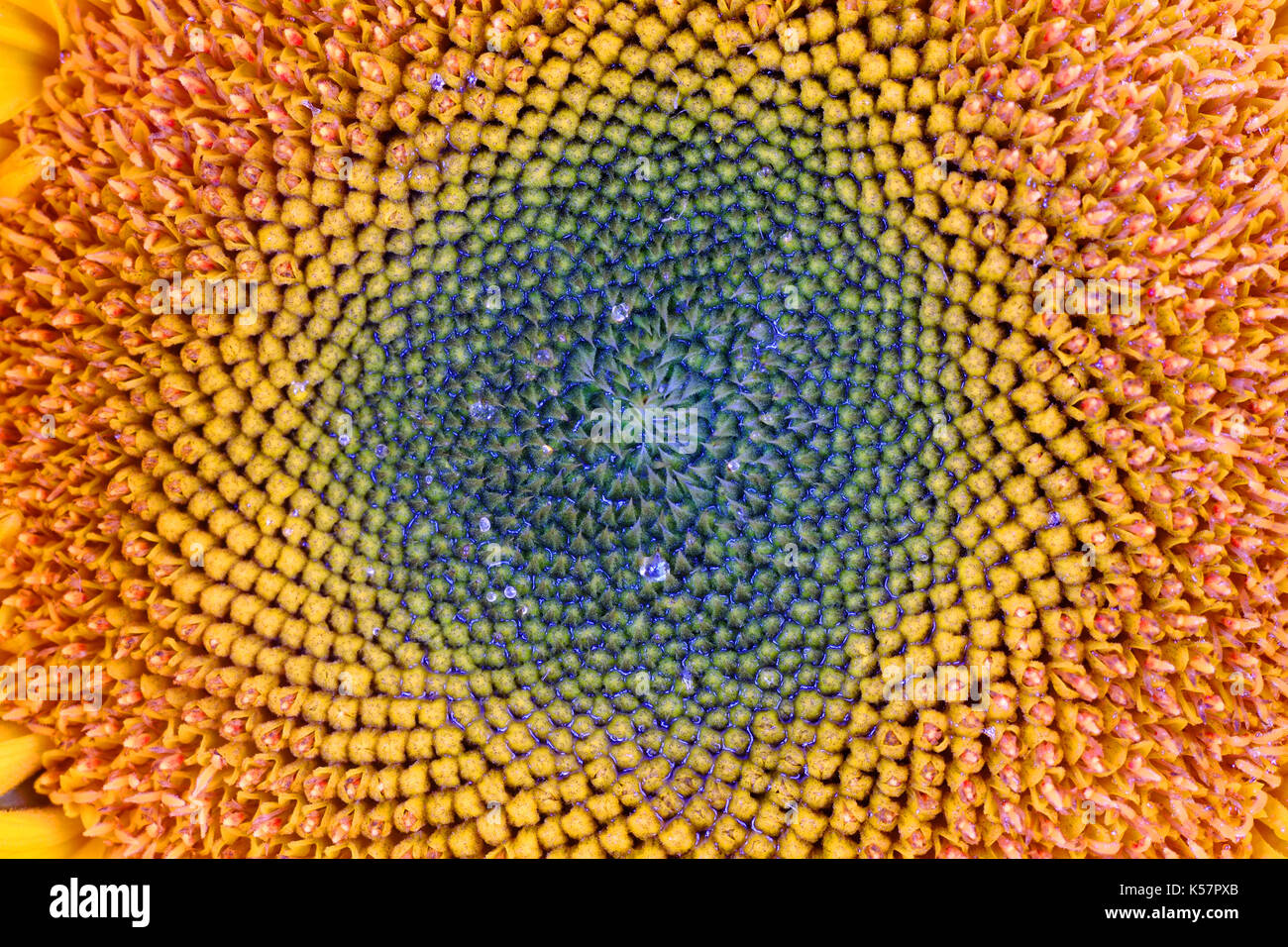 Close up sunflower seeds hi-res stock photography and images - Alamy