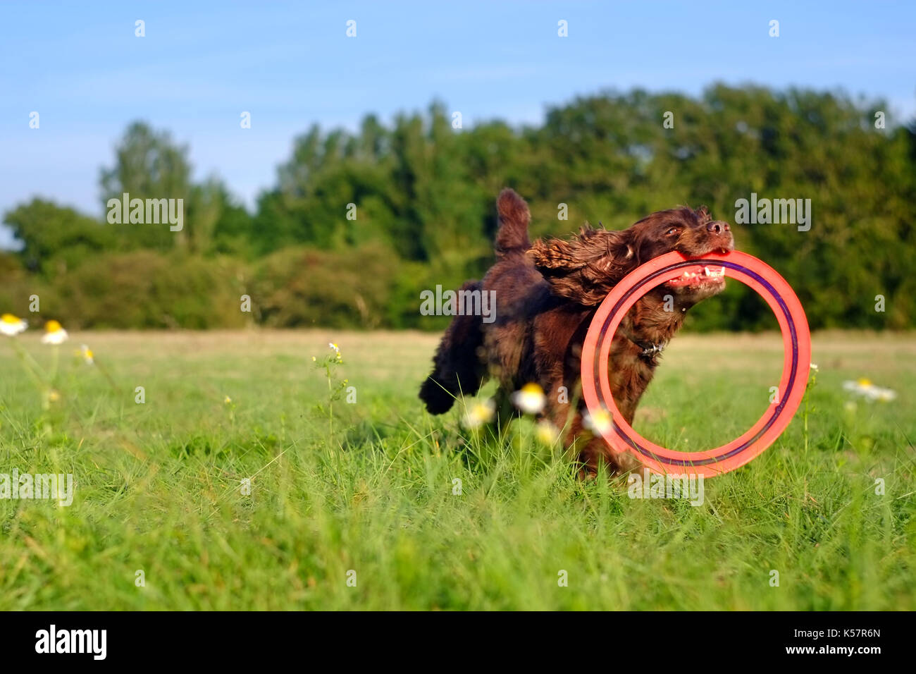Cocker spaniel playing fetch in a field. Stock Photo