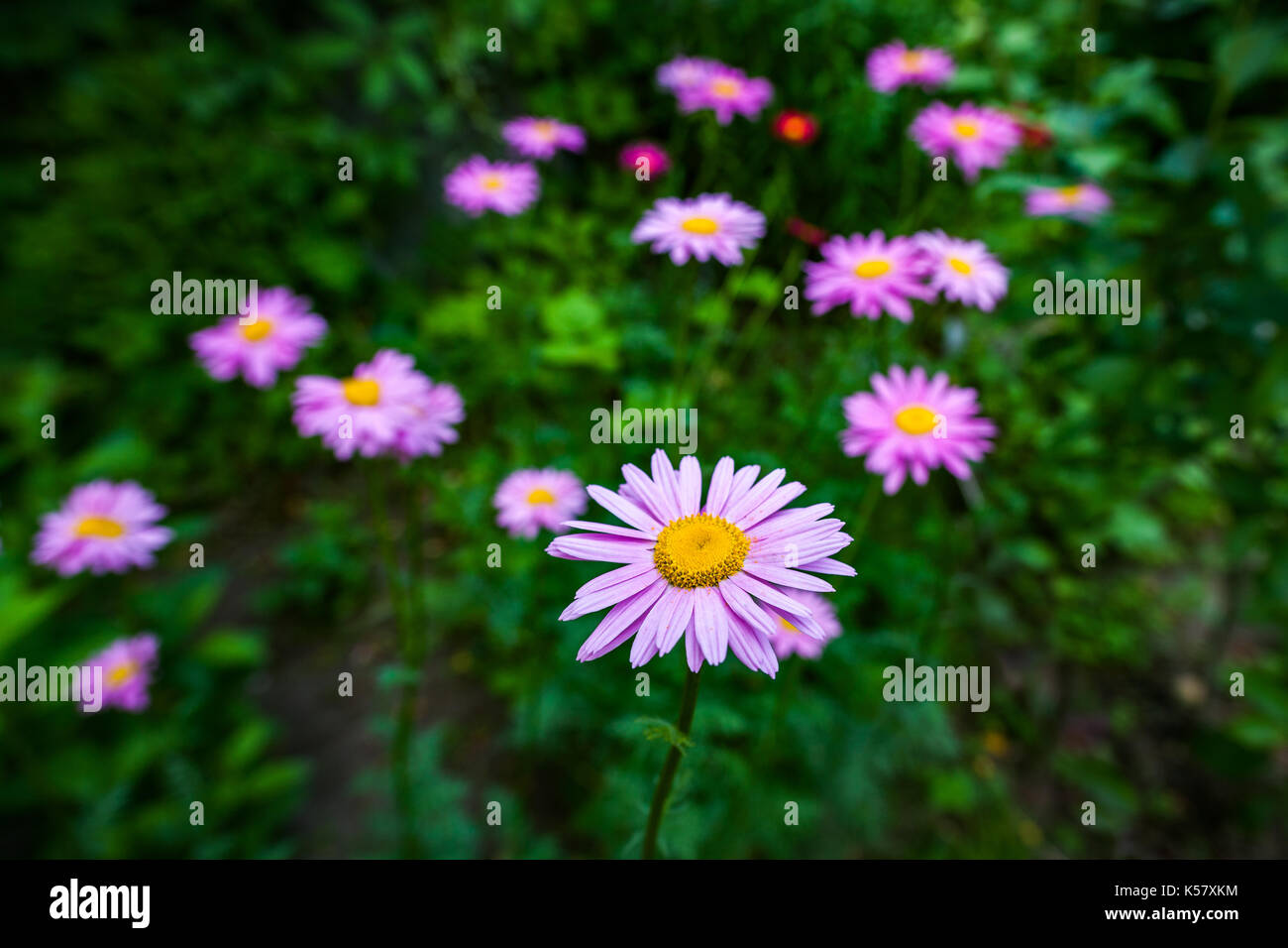 Pink flowers of painted daisy growing in the garden. Stock Photo