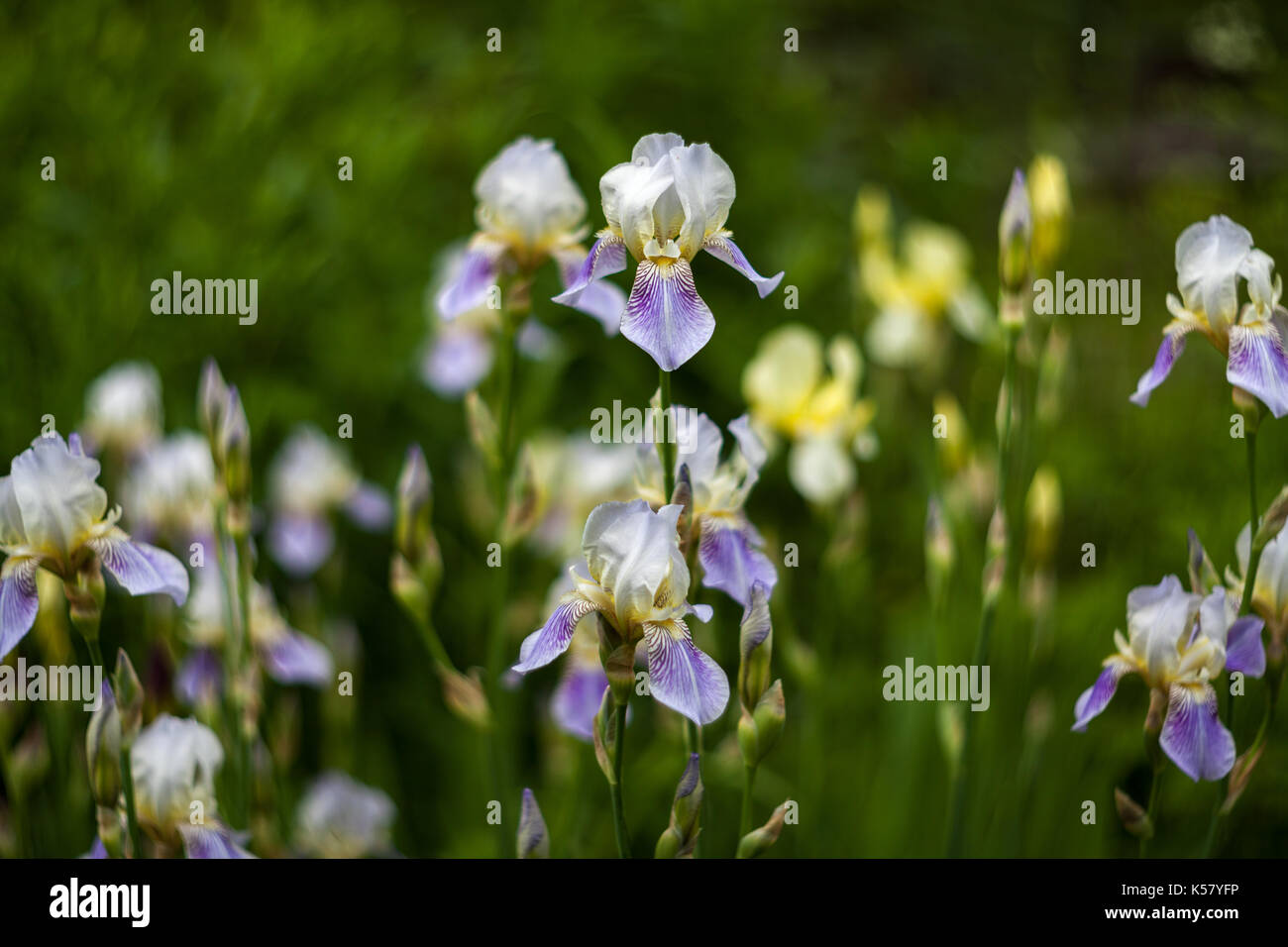 Many lilac iris flowers growing in the garden. Some flowers in focus. Blurred background. Russian lens blur. Helios bokeh. Stock Photo