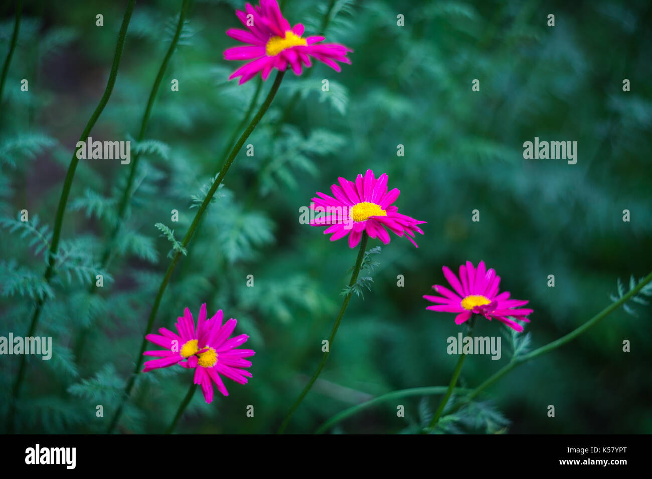 Crimson flowers of painted daisy growing in the garden. Blurred green natural background. Stock Photo