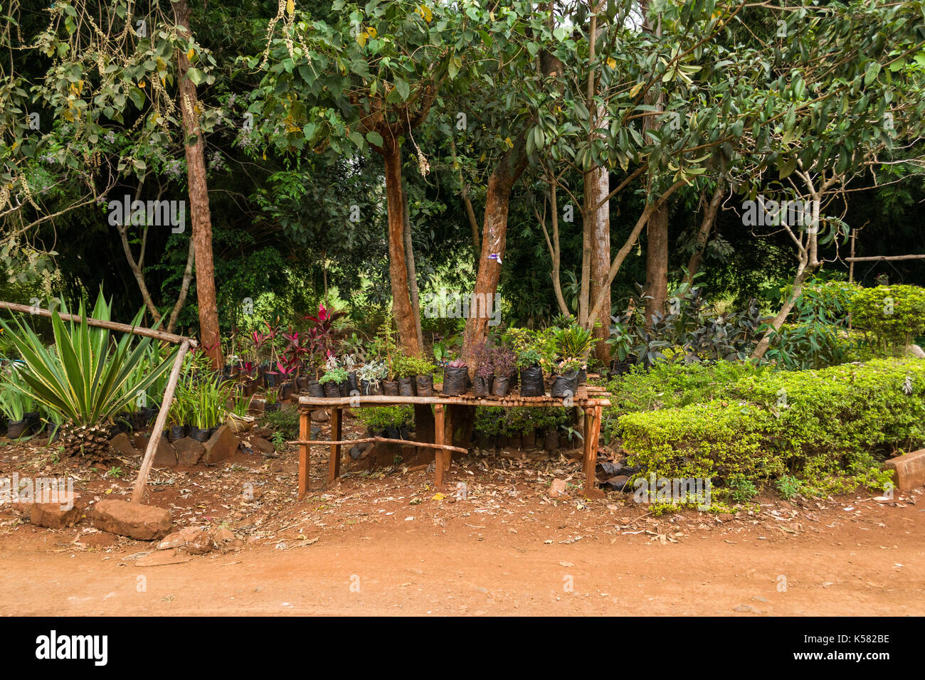 Various plants on display for sale on road side, Nairobi, Kenya Stock
