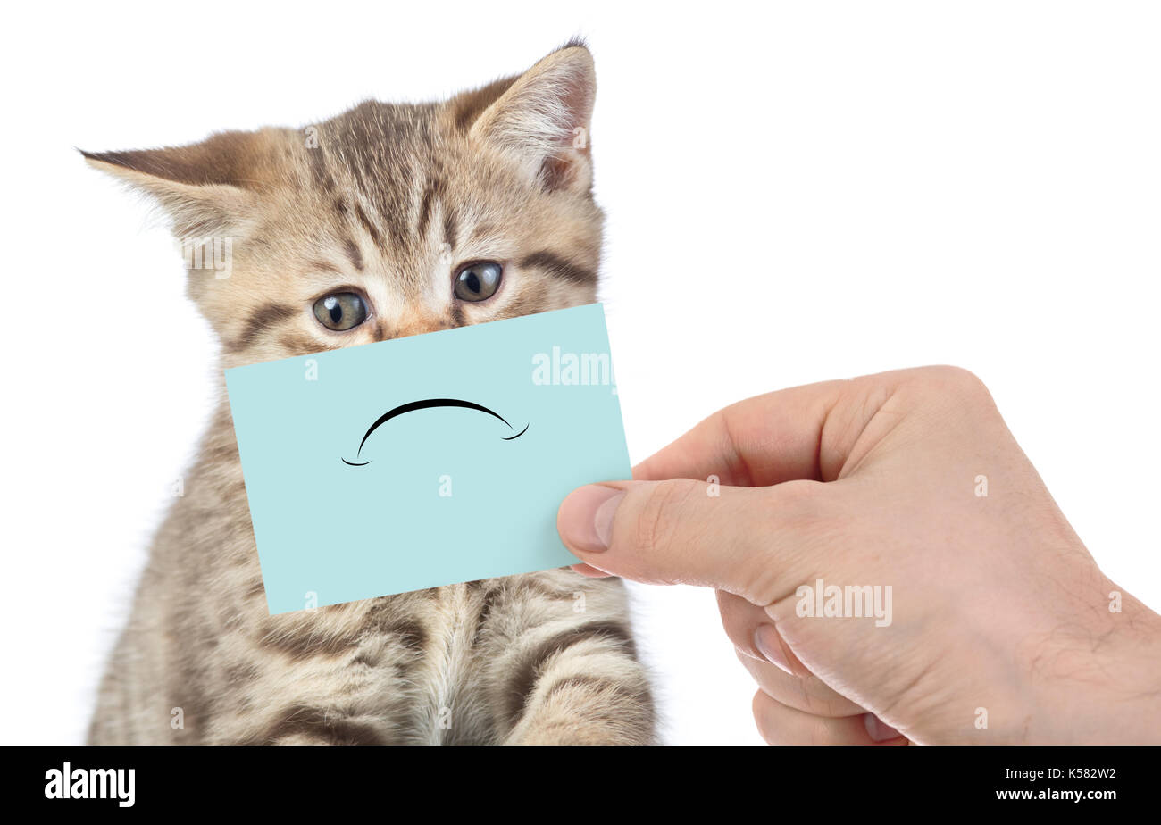 funny unhappy cat portrait isolated on white Stock Photo