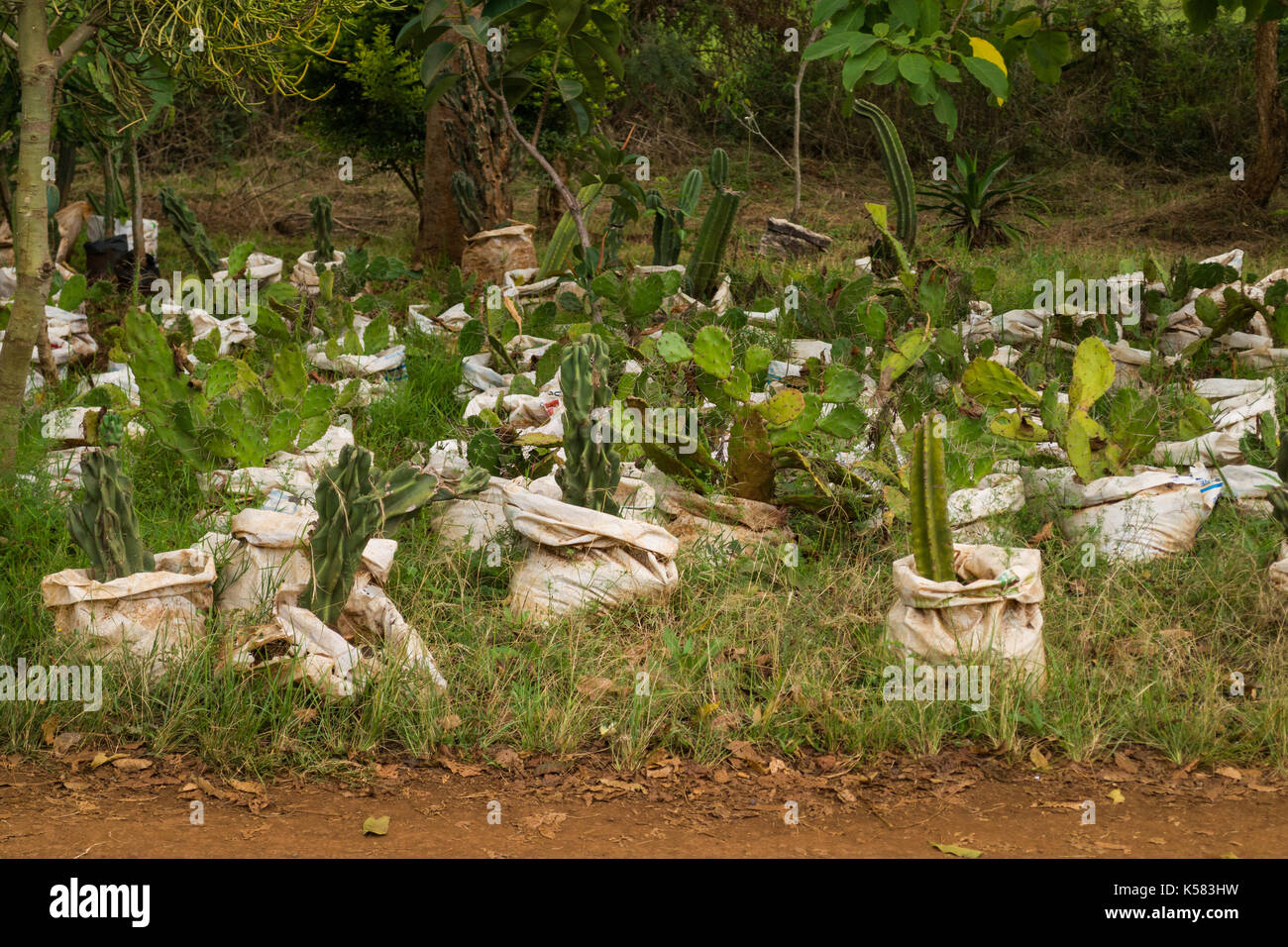 Cactus plants on display for sale by road, Nairobi, Kenya Stock Photo