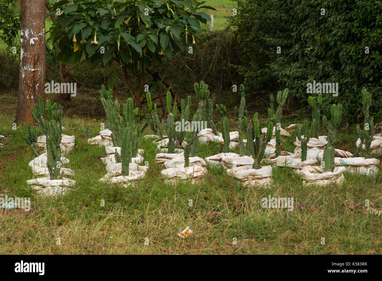 Cactus plants on display for sale by road, Nairobi, Kenya Stock Photo