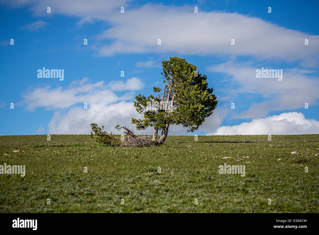 Tree split by lightning hi-res stock photography and images - Alamy