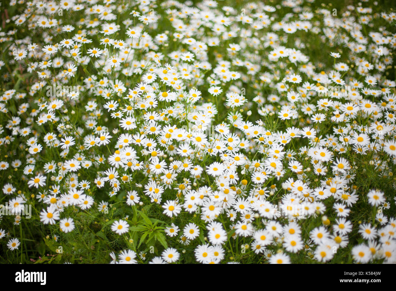 camomile or ox-eye daisy meadow top view Stock Photo
